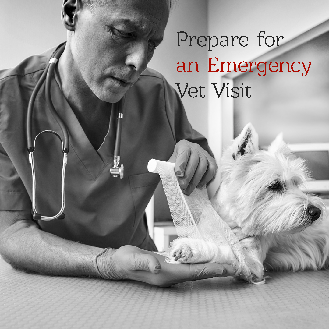 how-to-prepare-for-an-emergency-vet-visit-animal-emergency-of-mokena