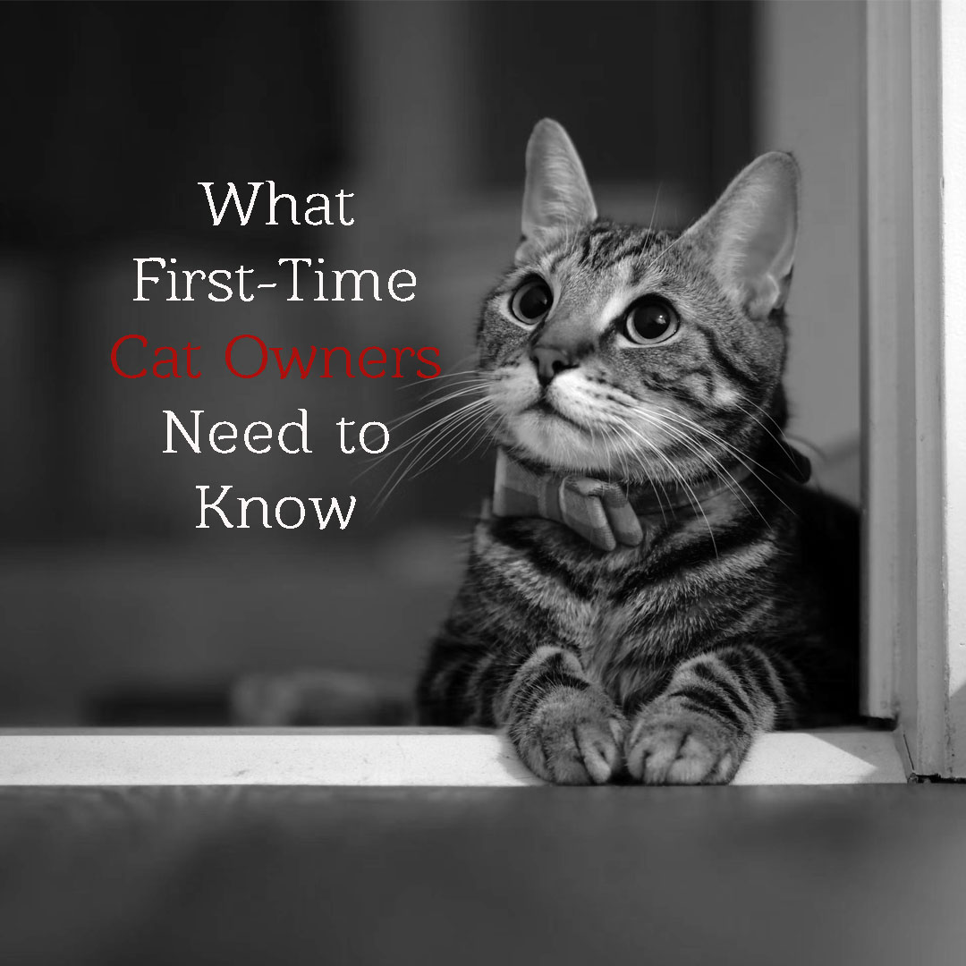 8 Things First Time Cat Owners Need to Know Animal Emergency of Mokena