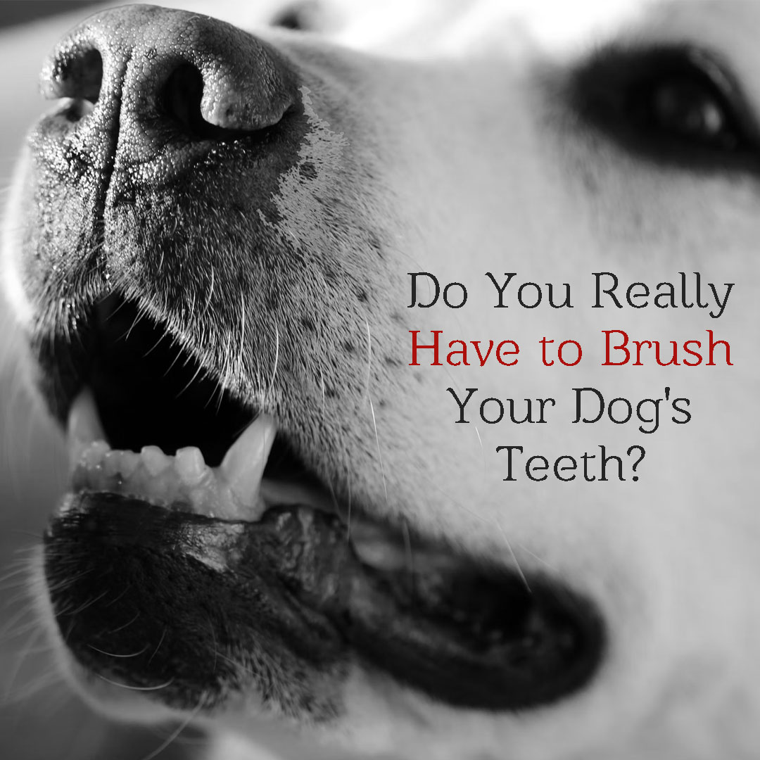 do-you-really-have-to-brush-your-dog-s-teeth-animal-emergency-of-mokena