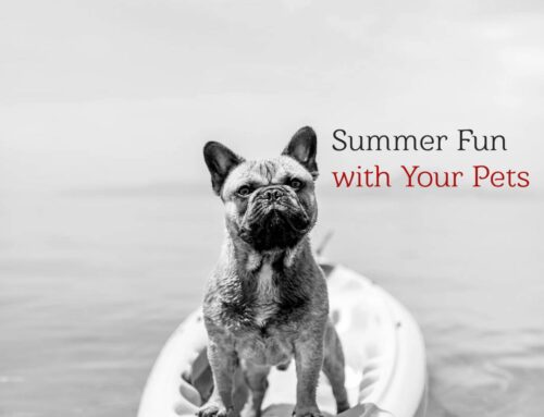 Summer Fun in the Sun with Your Pets