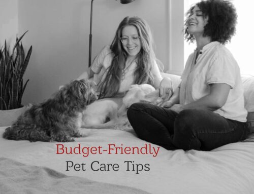 7 Budget-Friendly Pet Care Tips