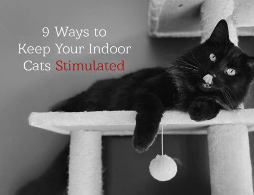 9 Ways to Keep Your Indoor Cats Stimulated