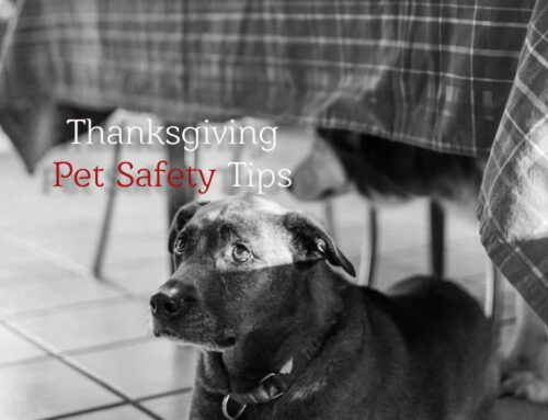 5 Thanksgiving Pet Safety Tips