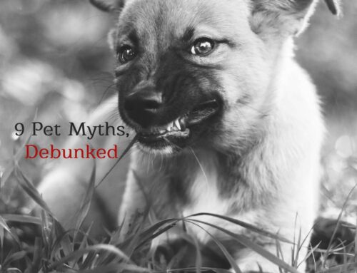 9 Pet Myths, Debunked